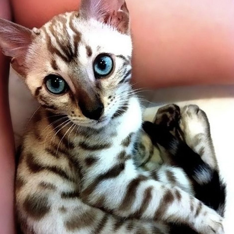 Ориентал бенгал