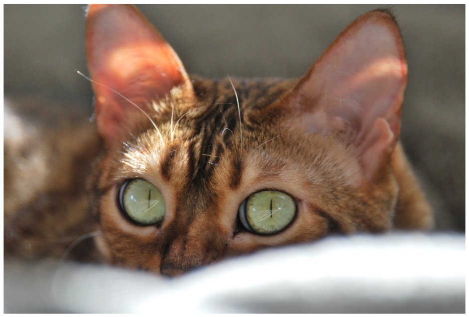Бенгальская кошка зеленоглазая