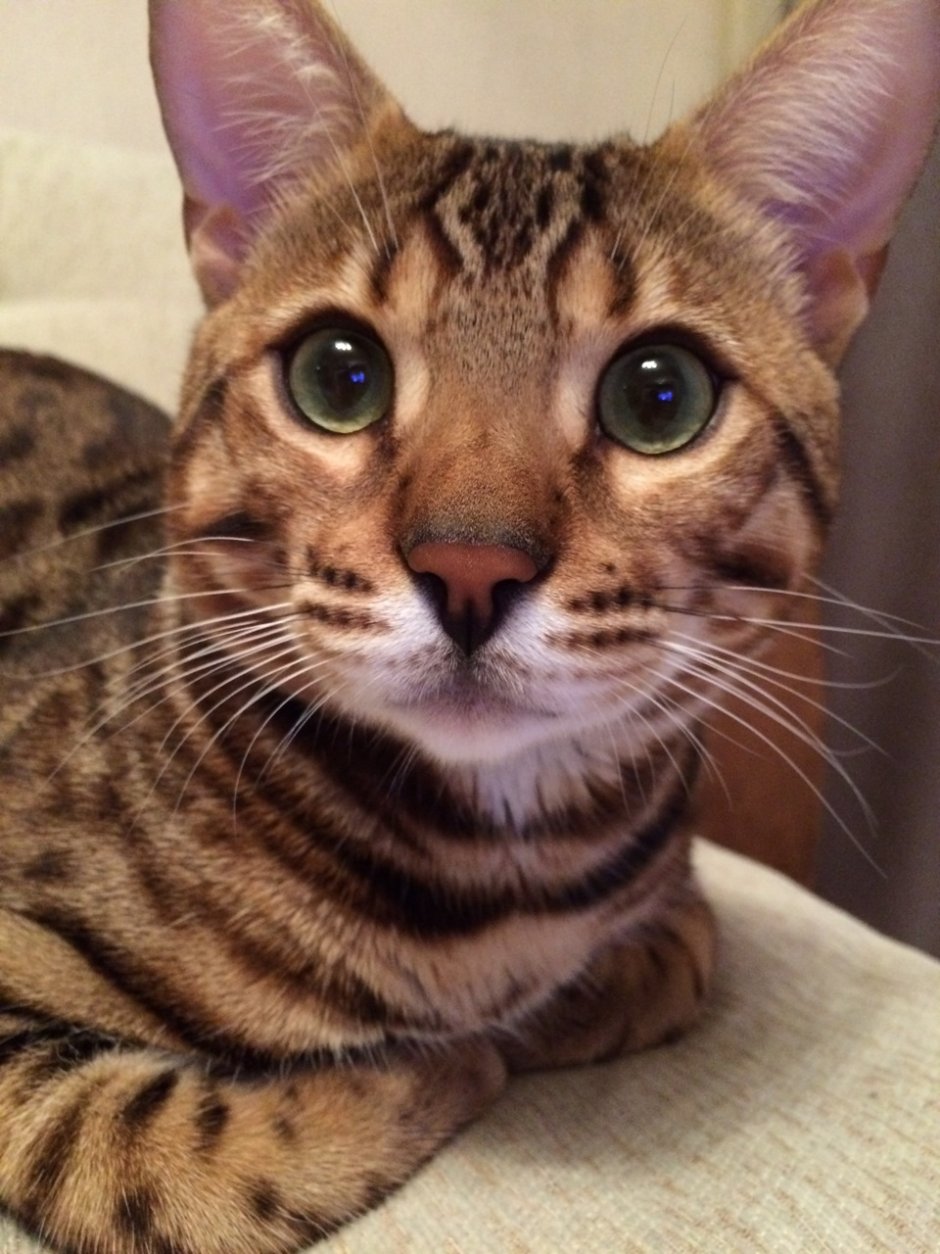 Бенгальский кот морда