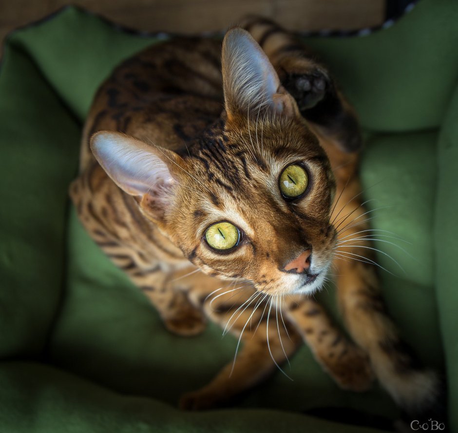 Бенгальский кот глаза