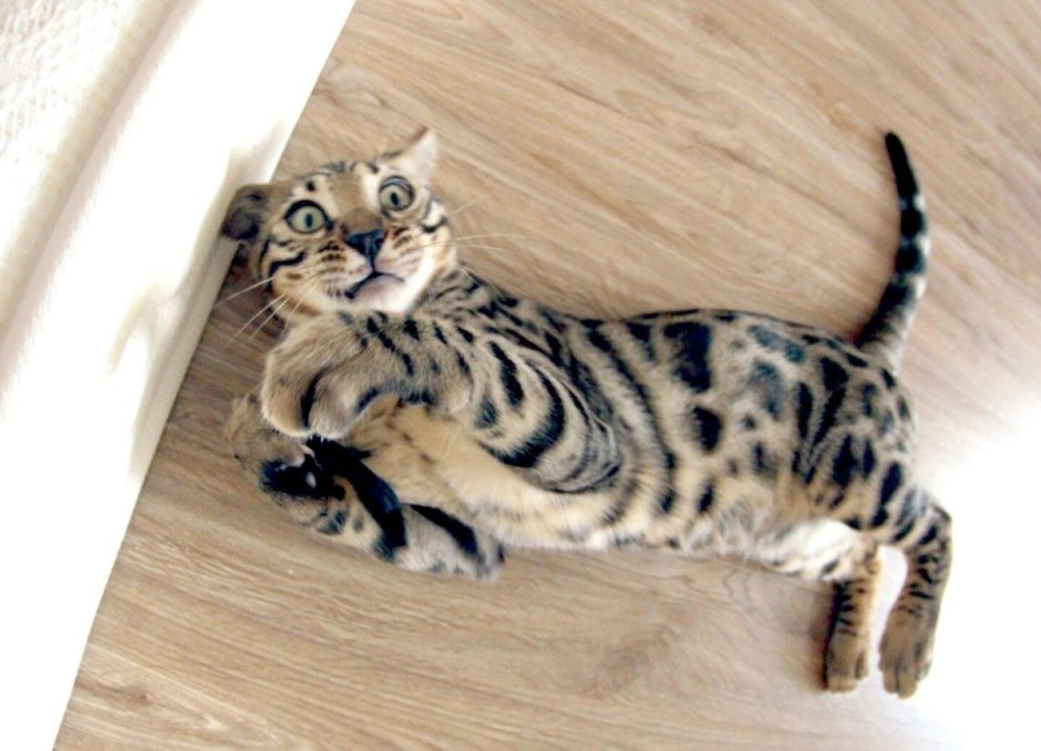 Бенгальский кот голубоглазый