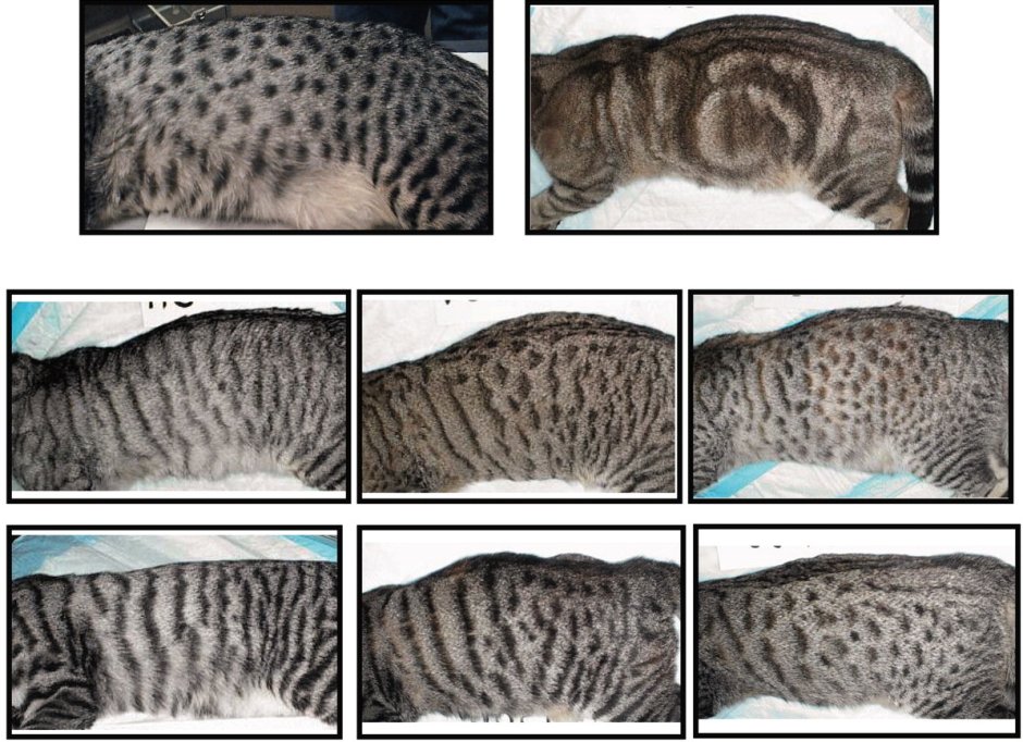 Окрас мраморный табби у кошек