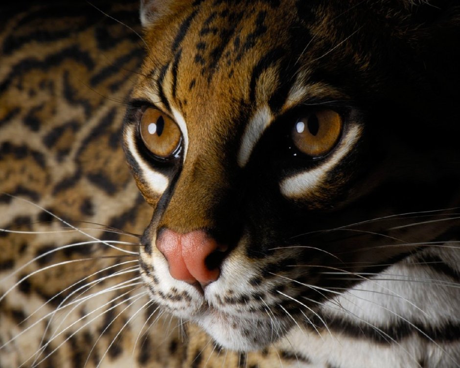 Оцелот и Пума