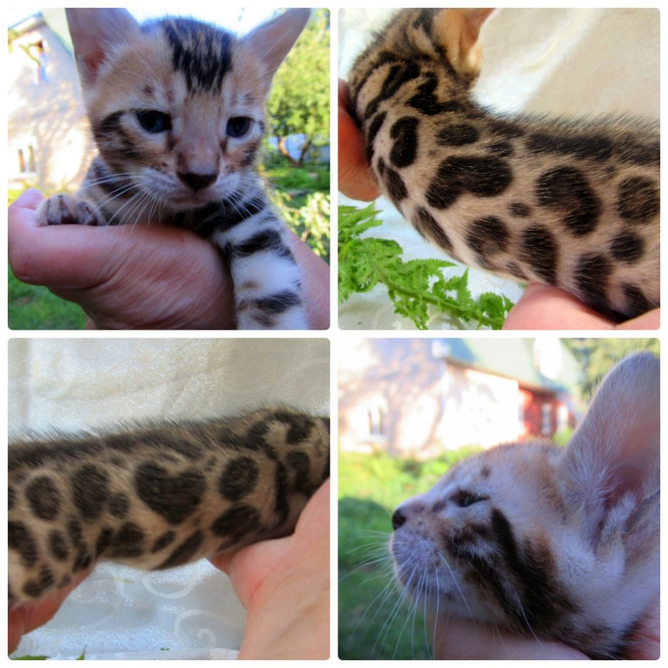 Бенгальский котёнок фаззинг