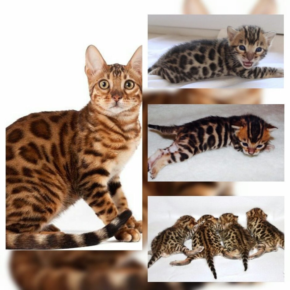 Бенгальская кошка Марбл
