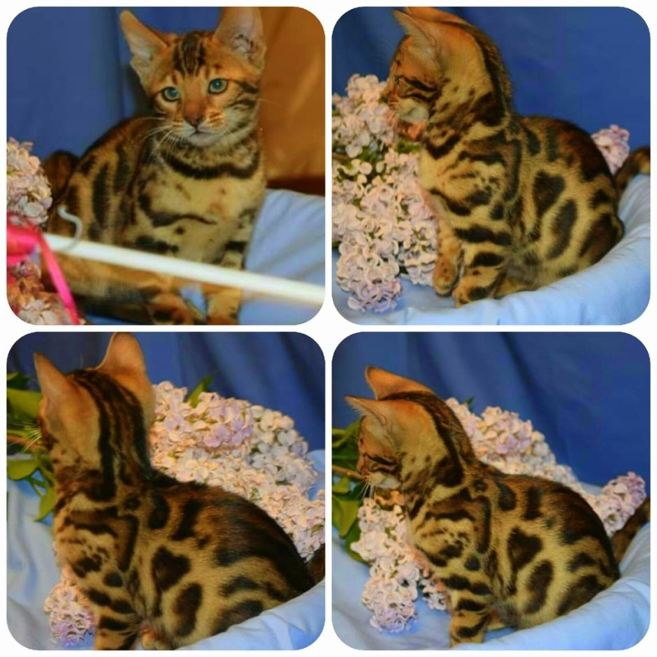 Фазинг бенгальских котят