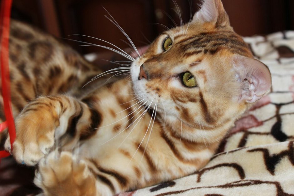 Кошачий глаз