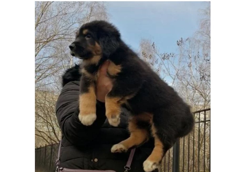 Банхар монгольская овчарка
