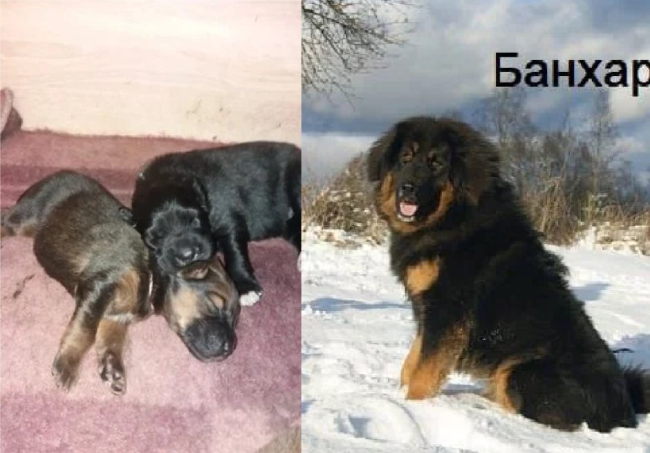 Монгольский банхар питомник Золотая Орда