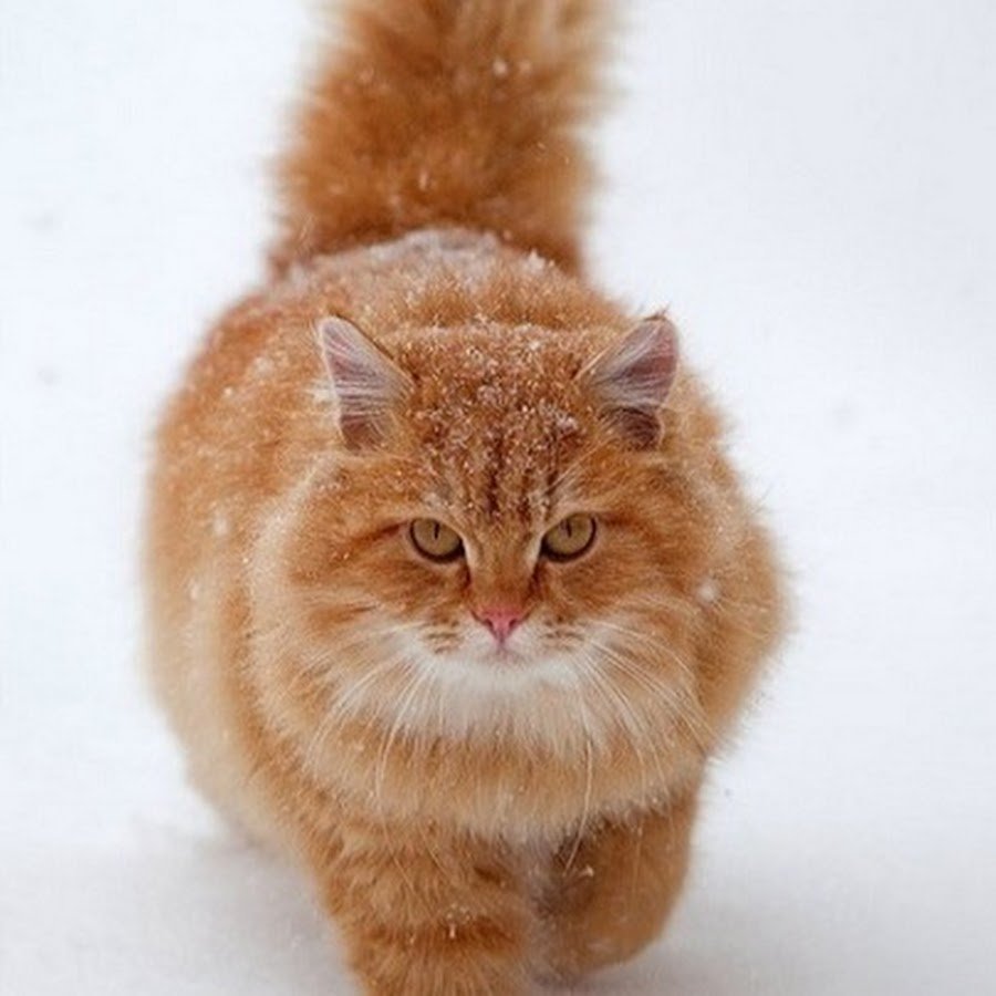 Пушистые коты в снегу