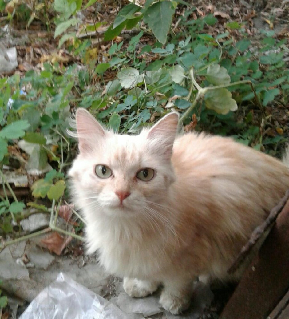 Ангорская Сибирская кошка рыжая