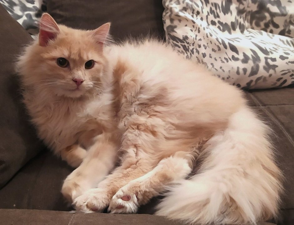 Сибирская кошка персиковая длинношерстная