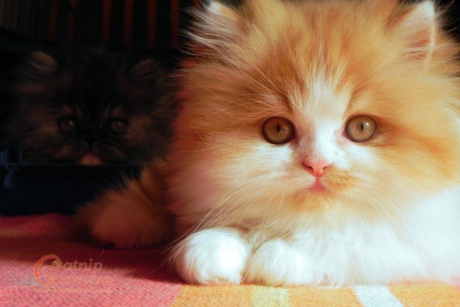 Пепельно персиковый кот