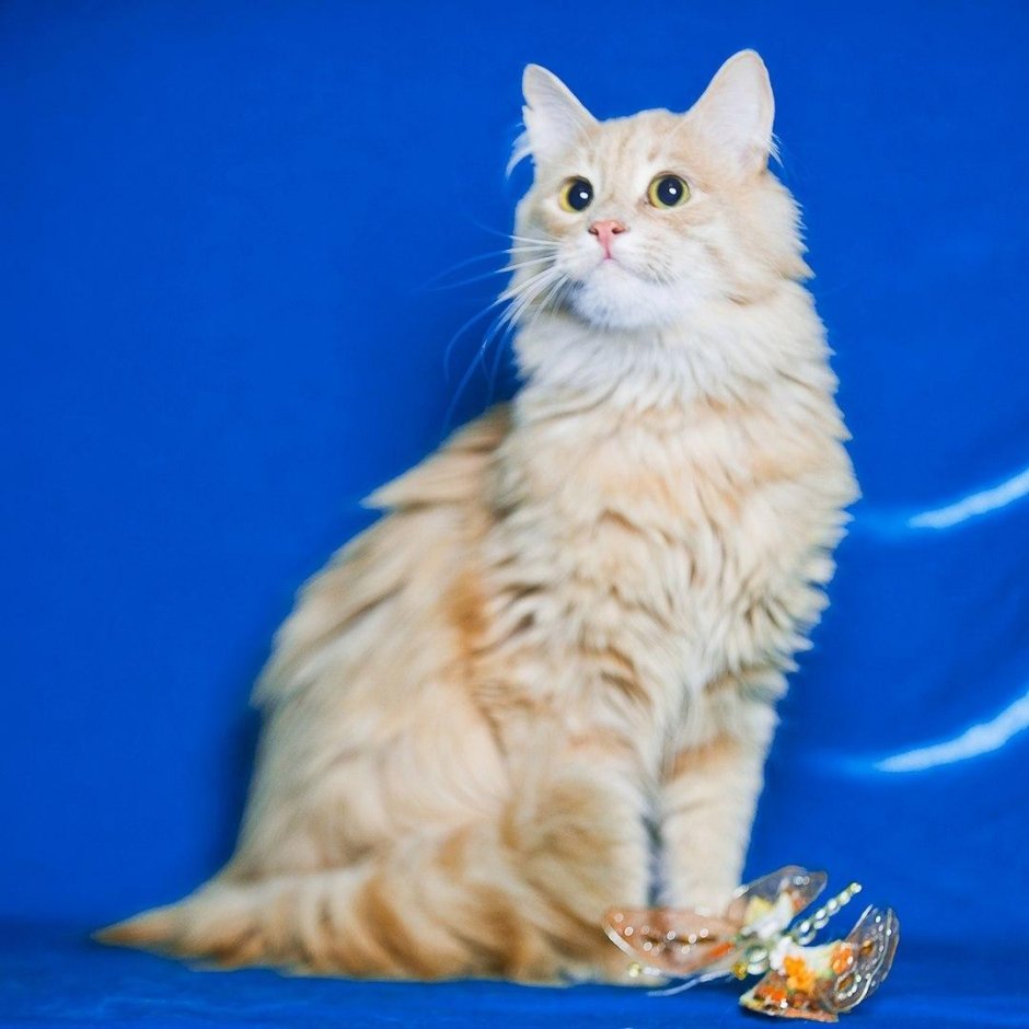 Сибирская кошка персикового окраса