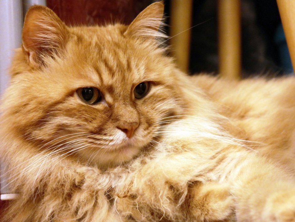 Котики персикового цвета Сибирские когда вырастают