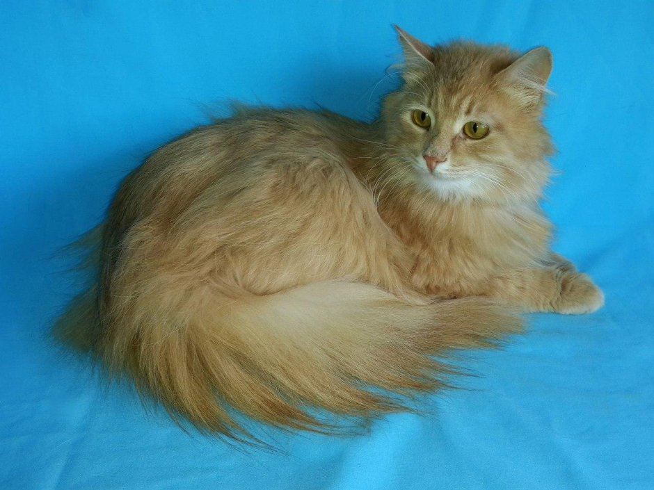 Персиковый пушистый кот