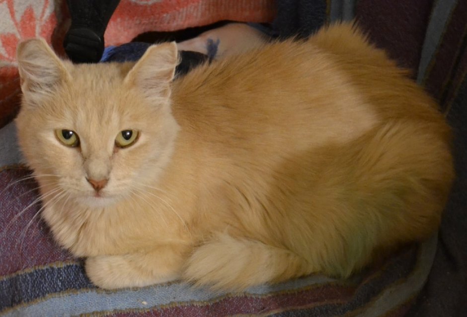 Британская длинношёрстная кошка рыжая