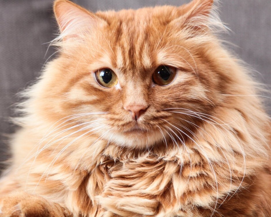 Сибирский кот рыжий