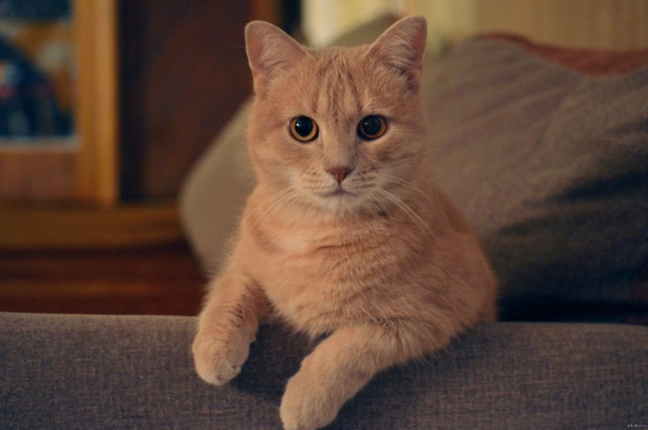 Бирманская кошка рыжая
