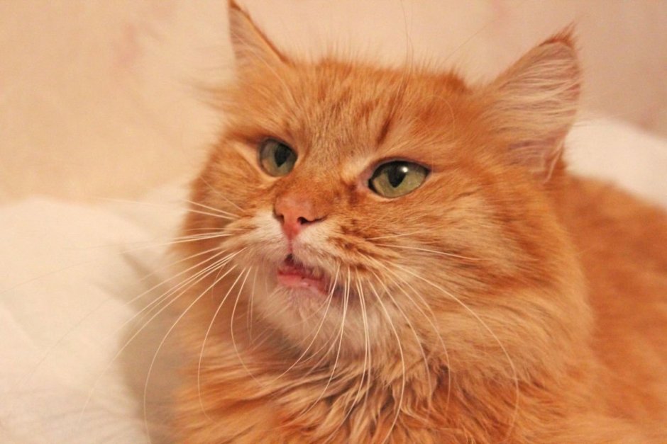 Рыжий длинношерстный Сибирский кот
