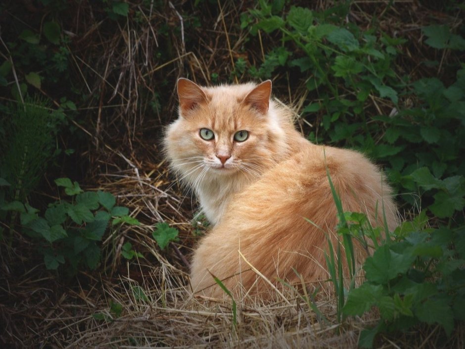Сибирский кот персикового окраса