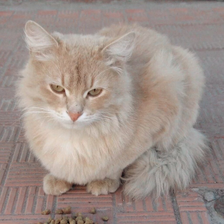 Сибирский кот персикового окраса