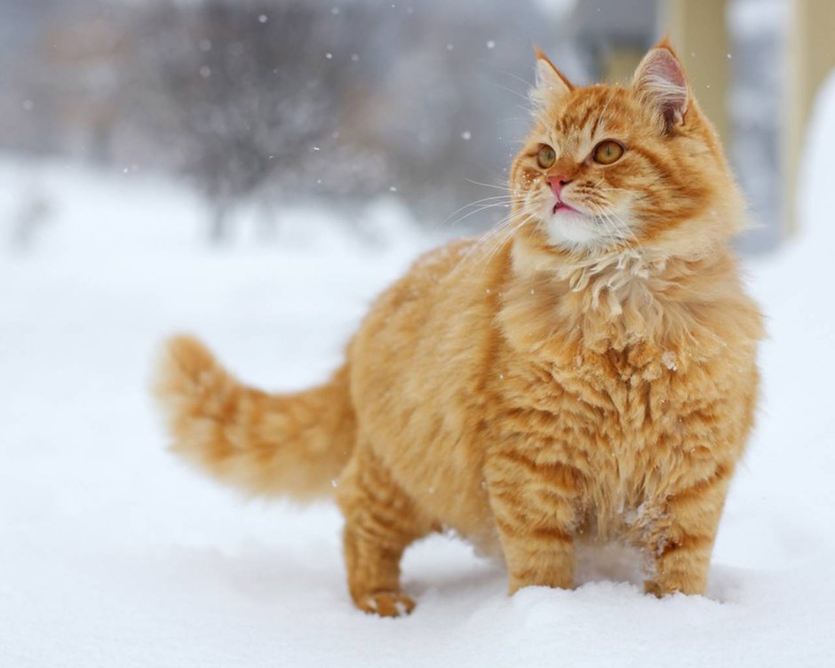 Бежевый котенок