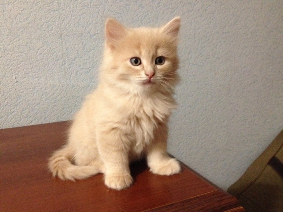 Сибирская кошка рыжая пушистый