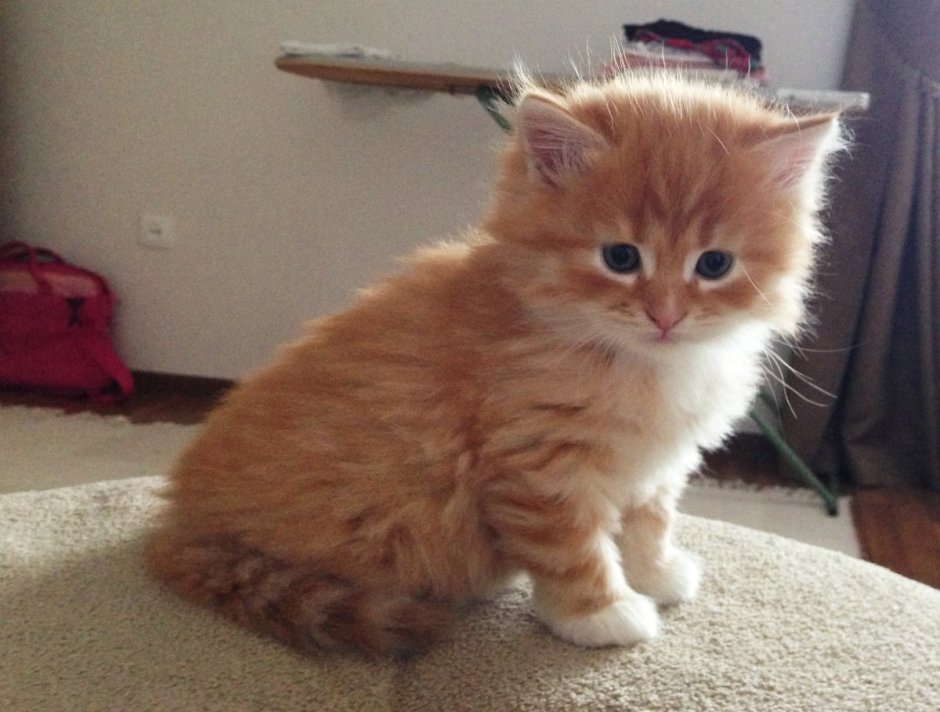 Сибирская кошка рыжая короткошерстная
