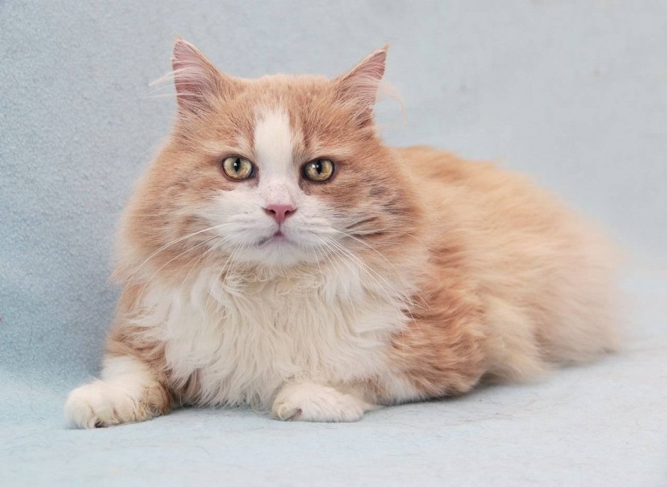 Персиковый кот
