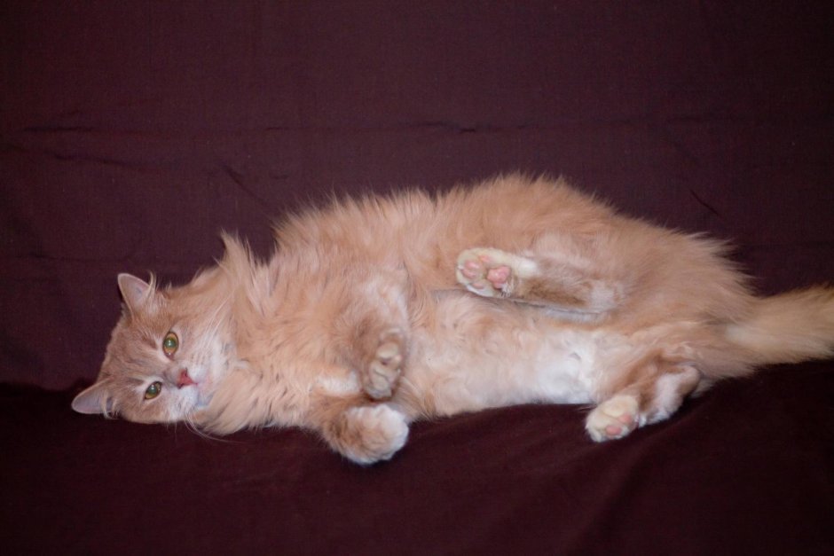 Норвежская Лесная кошка рыжая