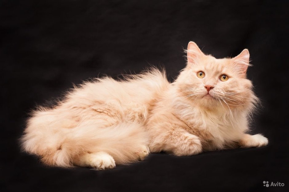 Персиковая лохматая кошка