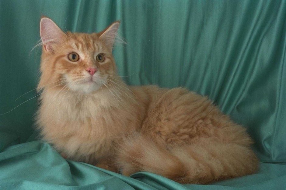 Сибирский кот персикового окраса