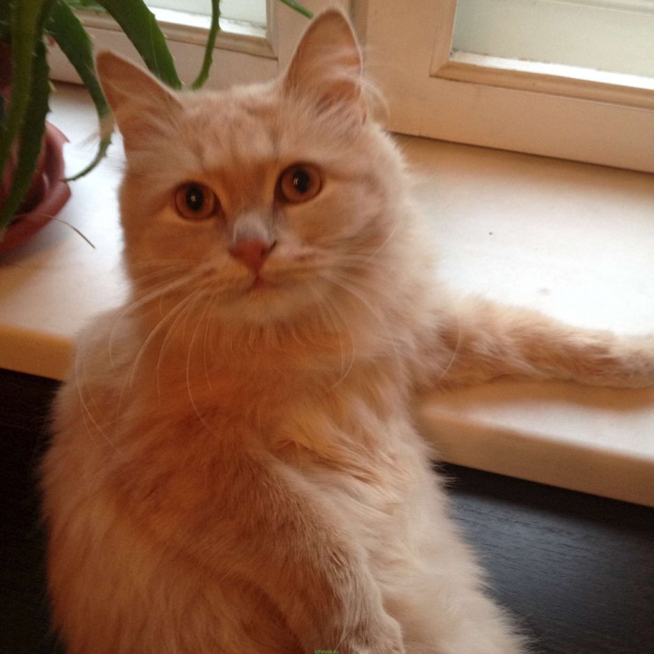 Сибирская кошка персикового окраса