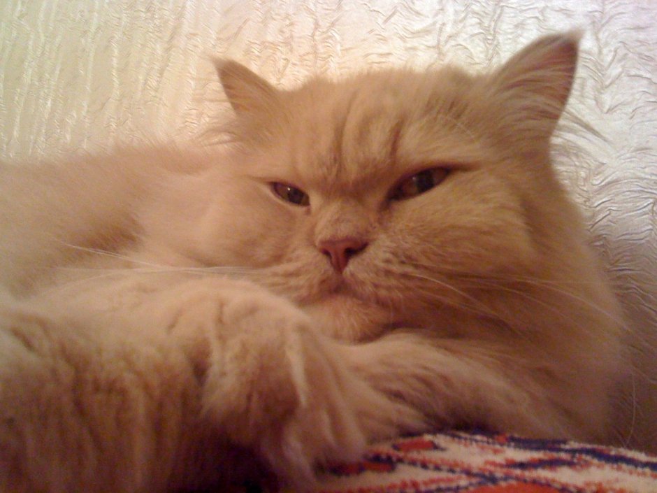 Светло рыжие коты