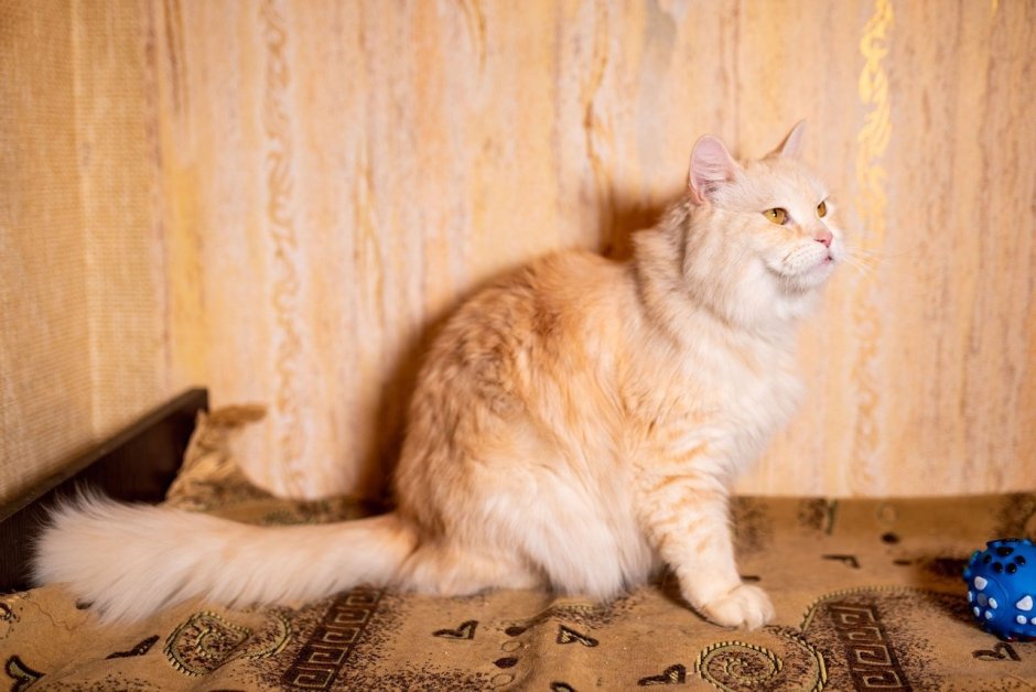 Сибирская кошка персиковая длинношерстная