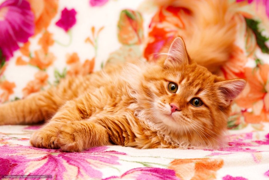 Британская длинношерстная кошка смузи