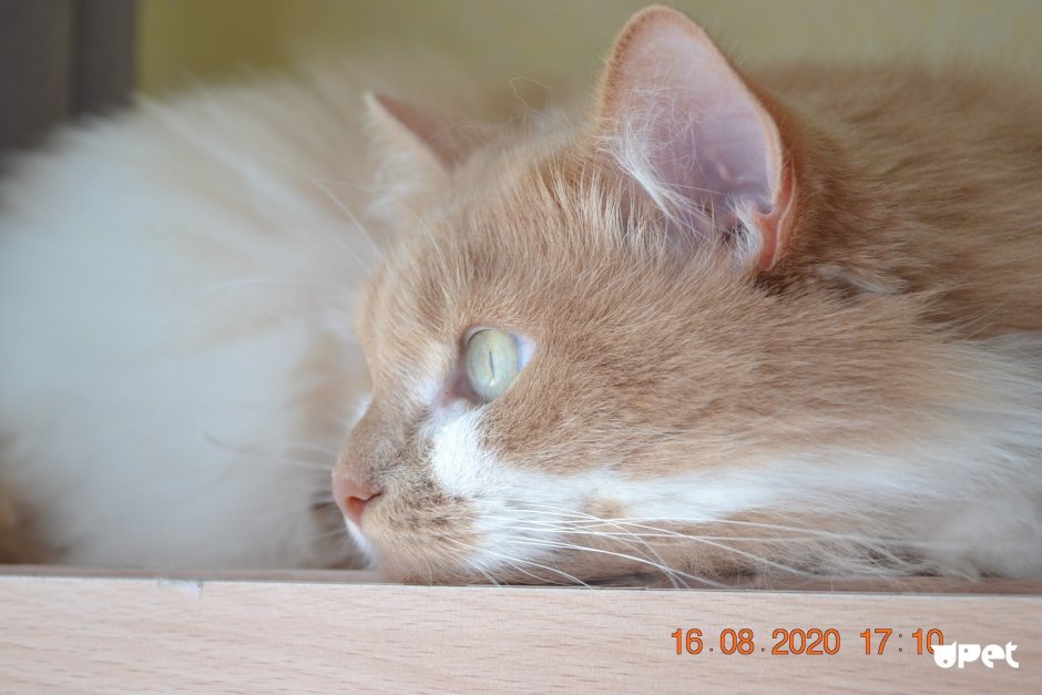 Рыжий кот с карими глазами