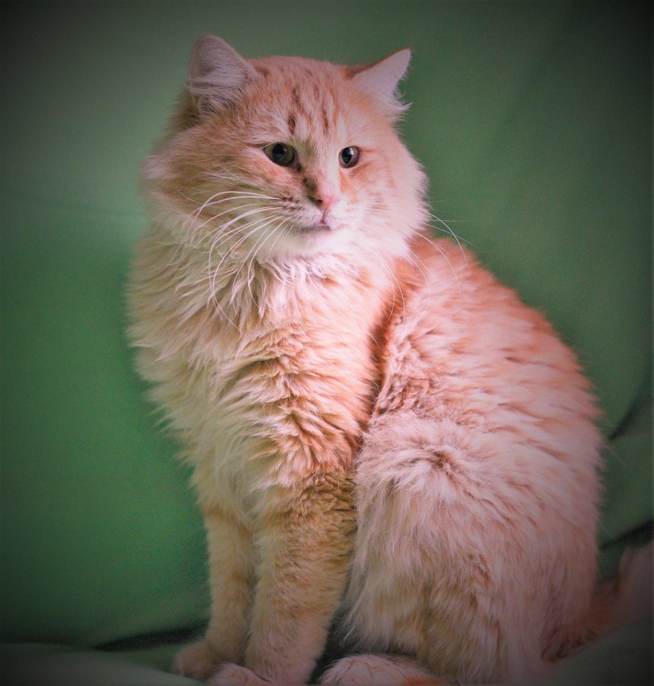 Мейн кун рыжий