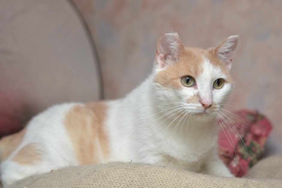 Маленькие котята Мейн куна