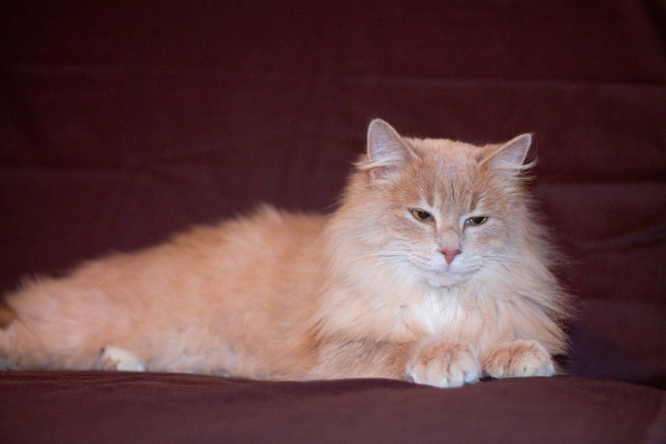 Персиковый британец метис