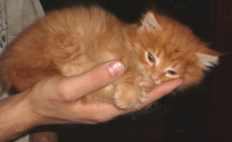 Норвежская Лесная кошка рыжая