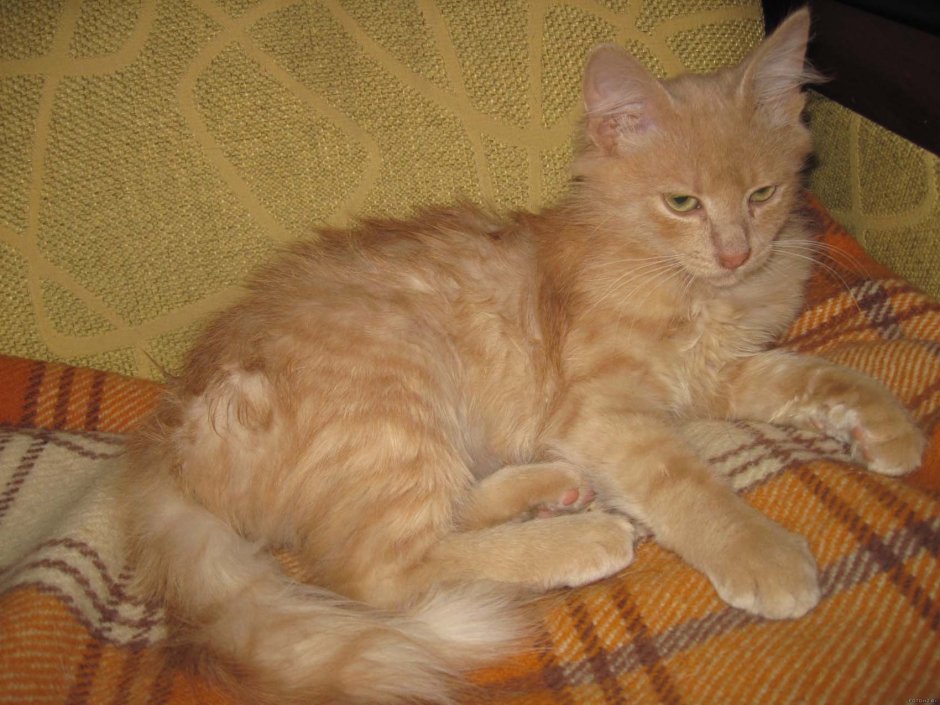 Сибирский кот персикового окраса