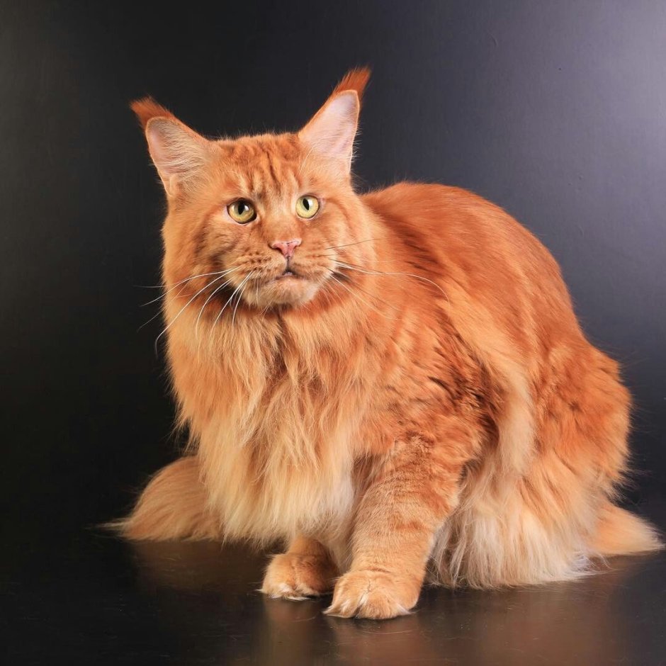 Мейн-кун рыжие три котенка