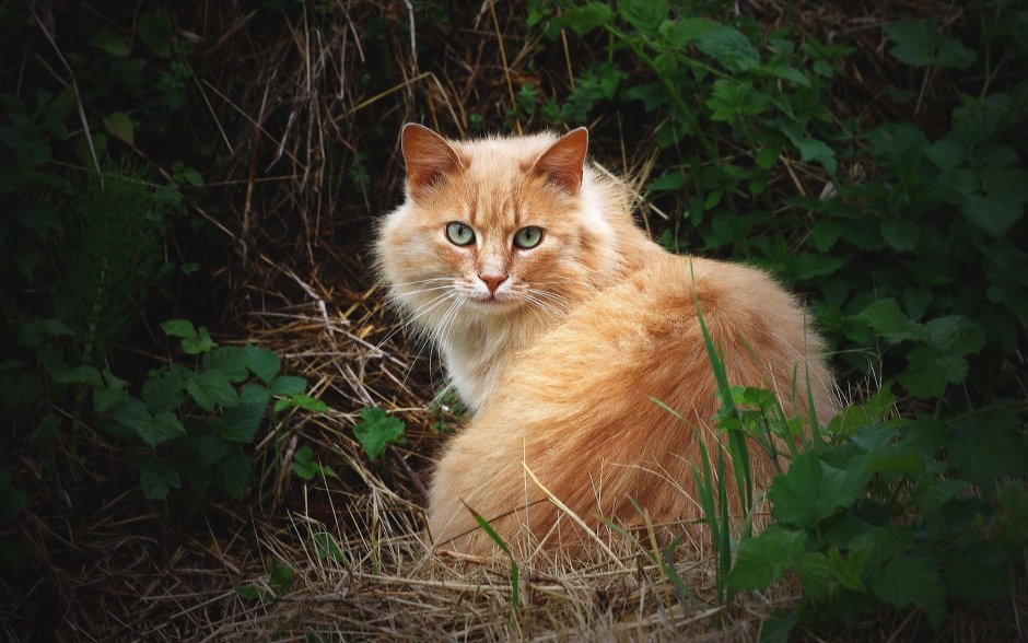 Кот рыжий голубоглазый породы пушистый