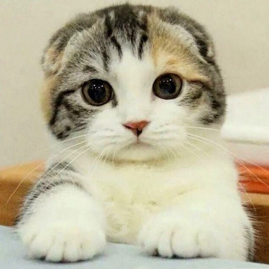 Шотландская вислоухая кошка Калико