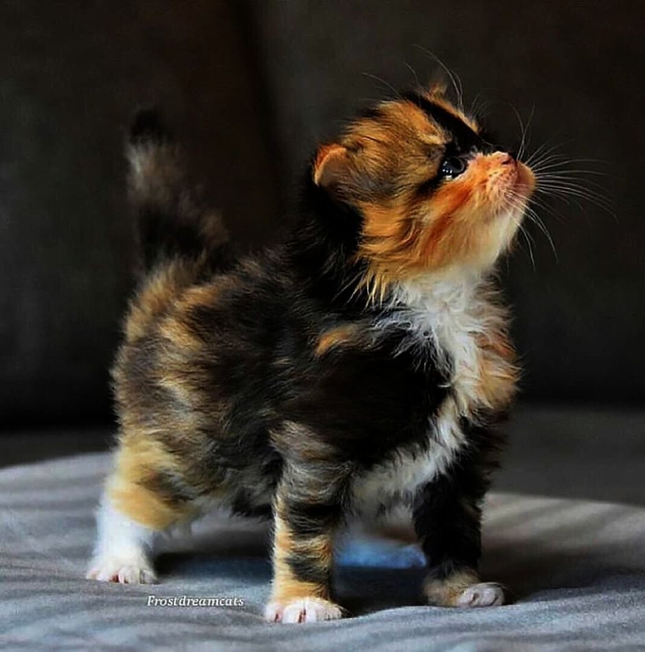 Порода Калико