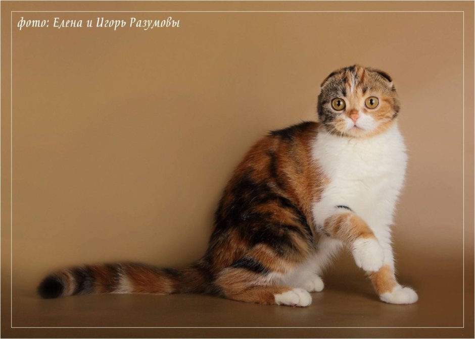 Шотландская вислоухая кошка Арлекин