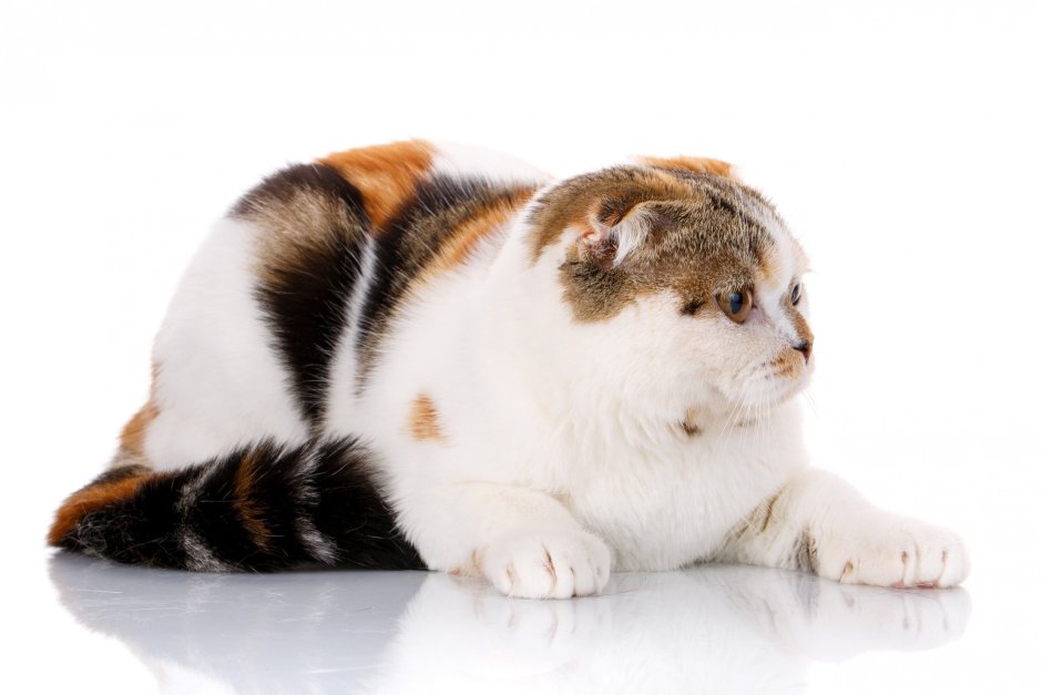 Шотландские вислоухие рыжие трехцветные