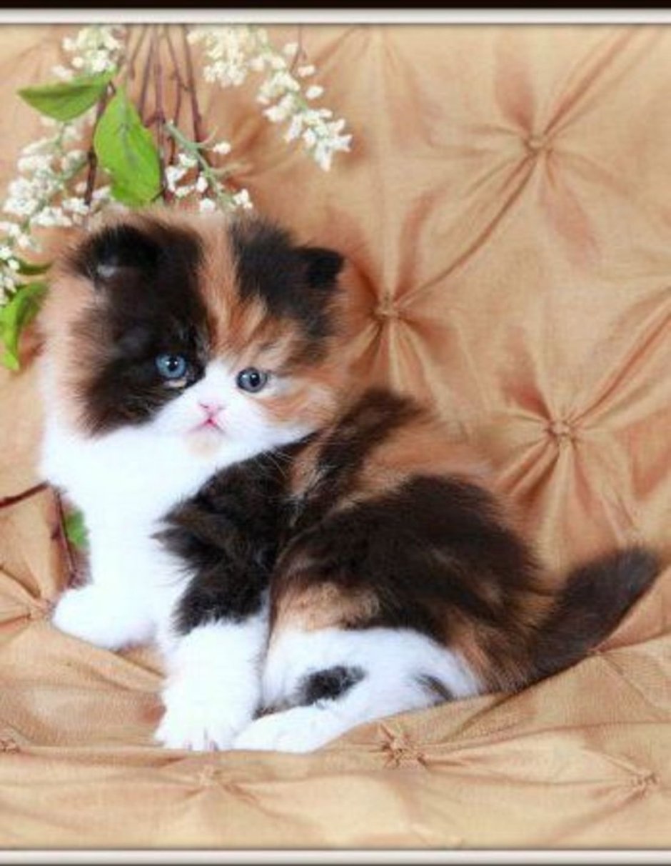 Британская вислоухая черепаховая кошка